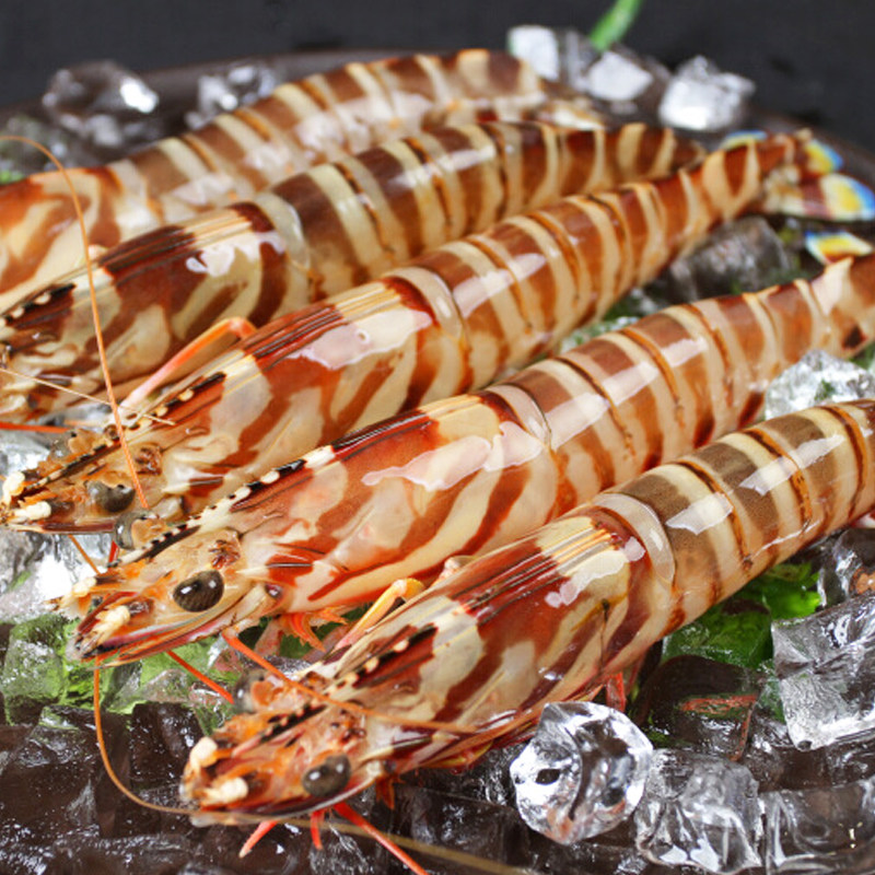 天然野生斑节虾刺身明虾黑虎虾鬼虾草虾花虾冻虾