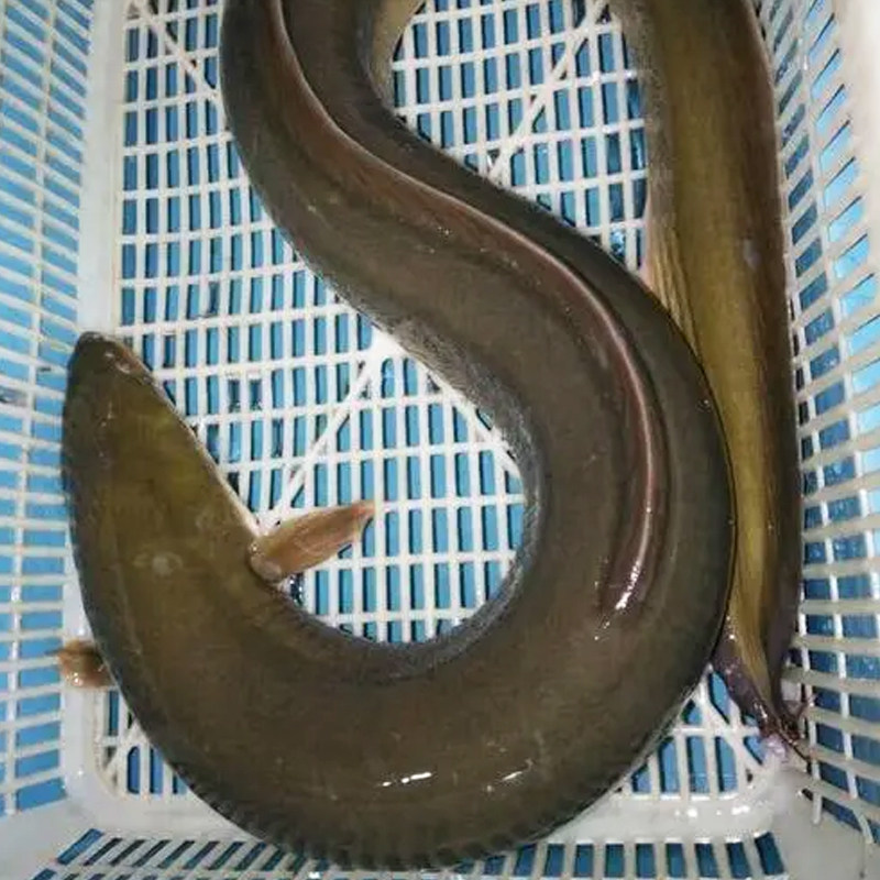 全国包邮活野生鲜活海鳗鱼海鲜水产卢曼花雪15斤鳗鱼