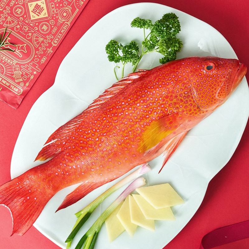 深海鲜活1条89两品质冻刺燕尾新鲜活海钓野生斑鱼