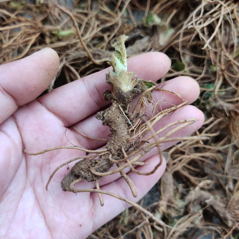 农家新鲜地胆草地胆头地斩头苦地坐地娘丁茄夫其他药食同源食品