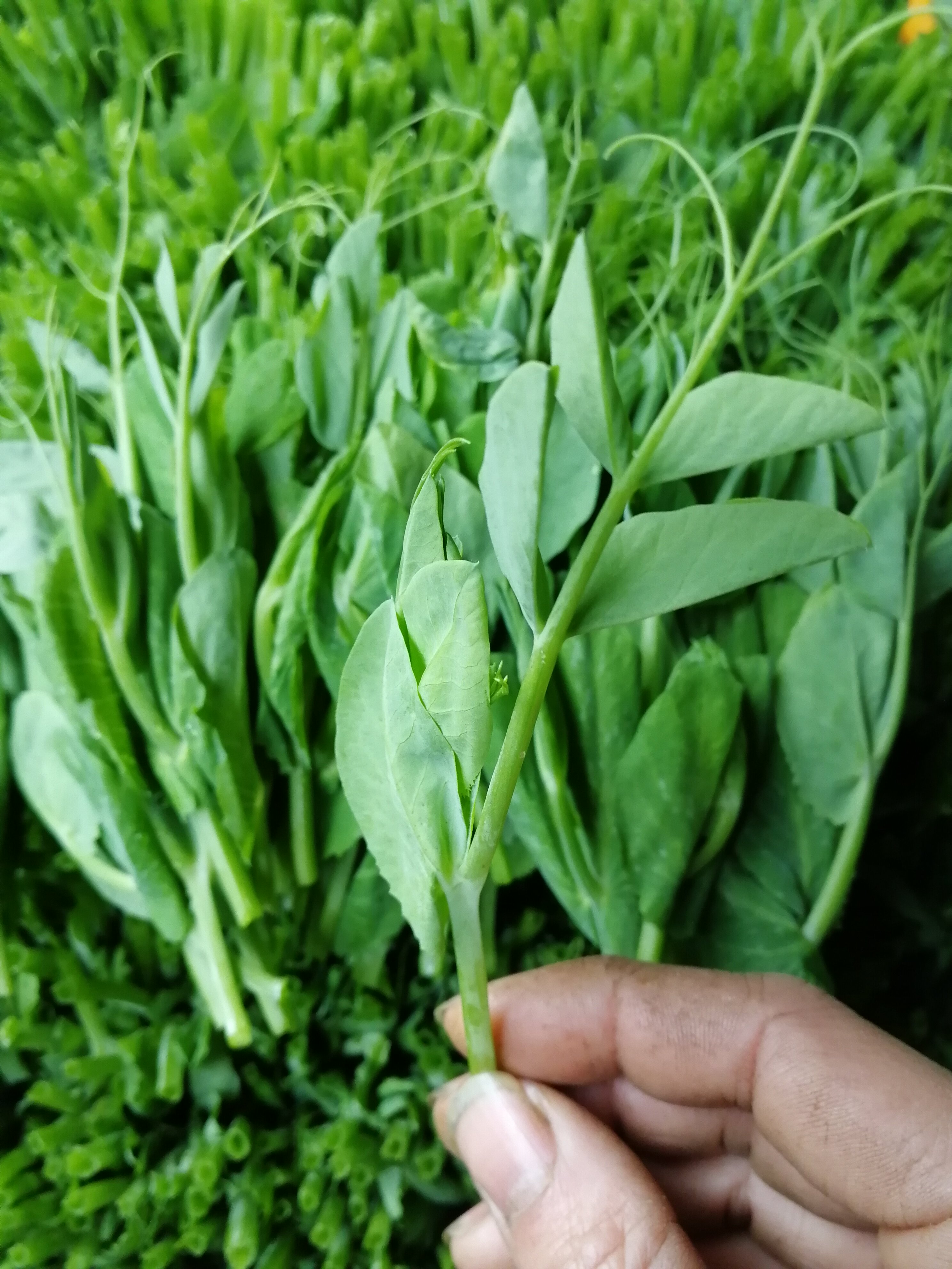 四川特产新鲜豌豆尖德阳豌豆苗时令素菜火锅煮汤蔬菜4斤食用