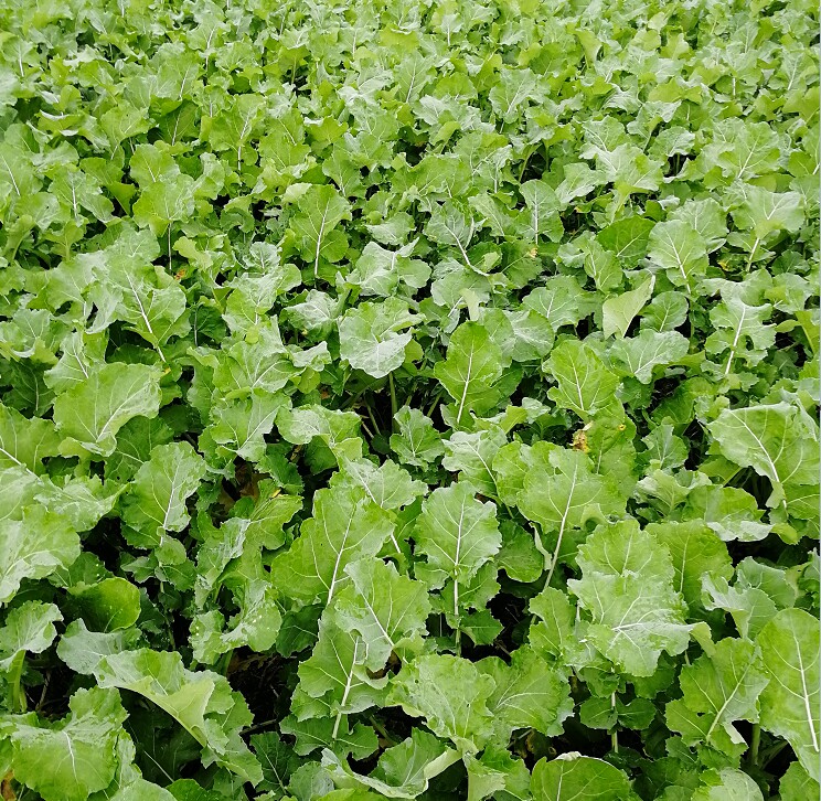 油菜苔四川特产油菜尖3斤新鲜绿色蔬菜农家自种直销食用