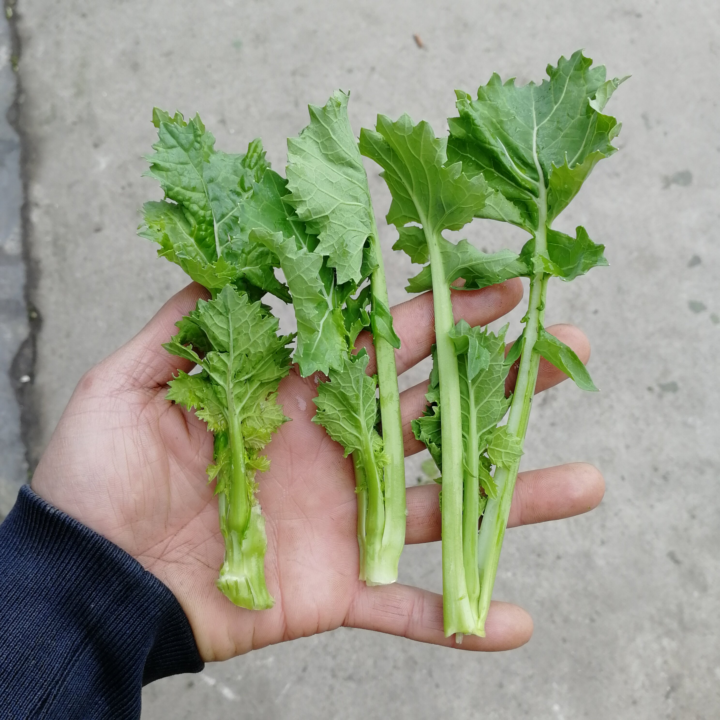 油菜苔四川特产油菜尖3斤新鲜绿色蔬菜农家自种直销食用