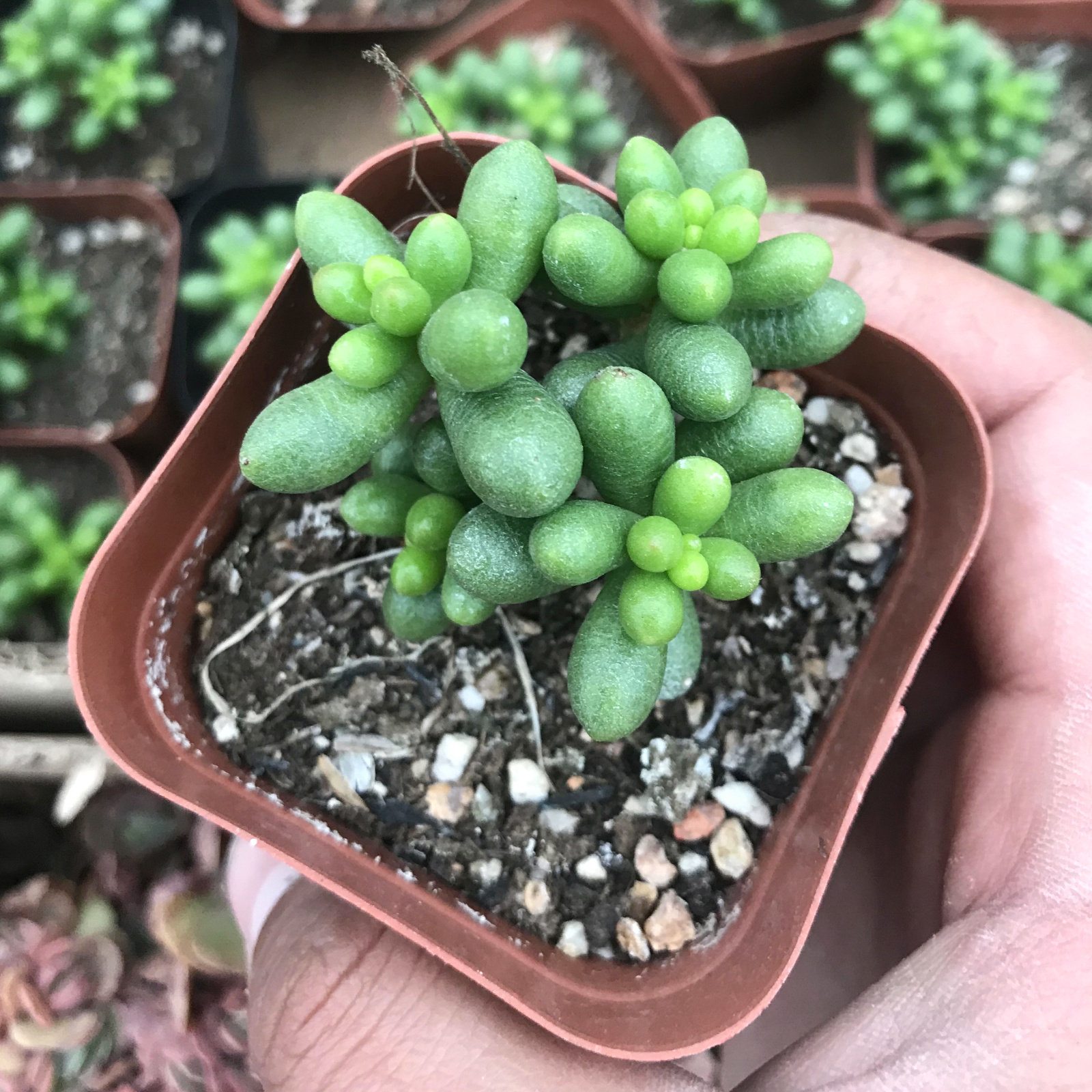 奇趣多肉植物绿龟之卵绿毛豆泰迪熊特价组合多肉肉植物买二送赠品