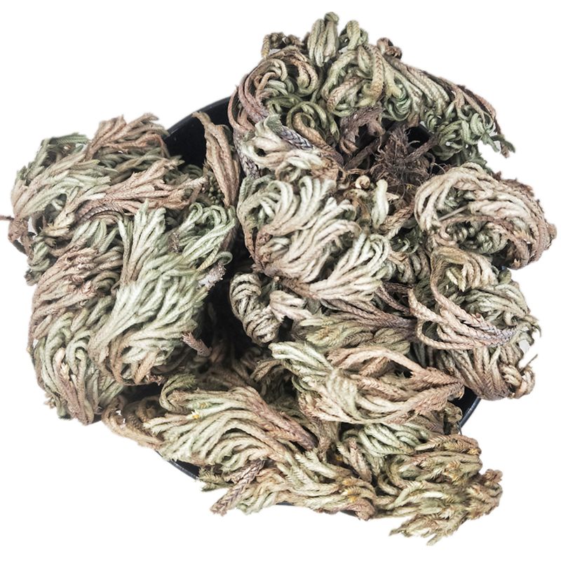 卷柏中药材250g包邮正品植物九死还魂草卷伯草其他药食同源食品