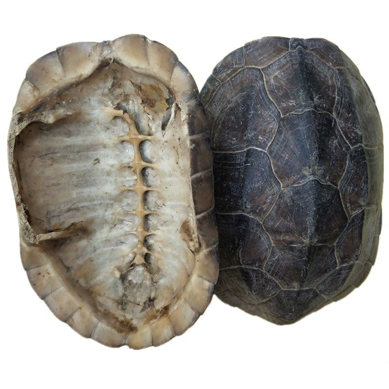 龟甲中药材龟壳500克85元包邮需要留言龟板其他药食同源食品