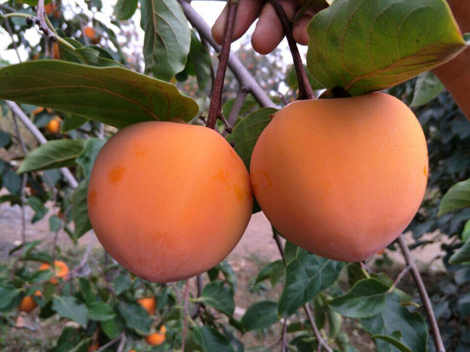 富平特级柿子农户自产霜降新吊饼陕西特产独立柿饼