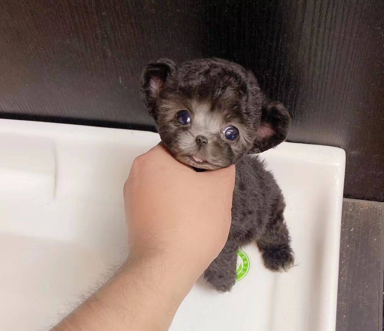 泰迪飞耳幼犬茶杯红色小体贵宾犬可狗狗