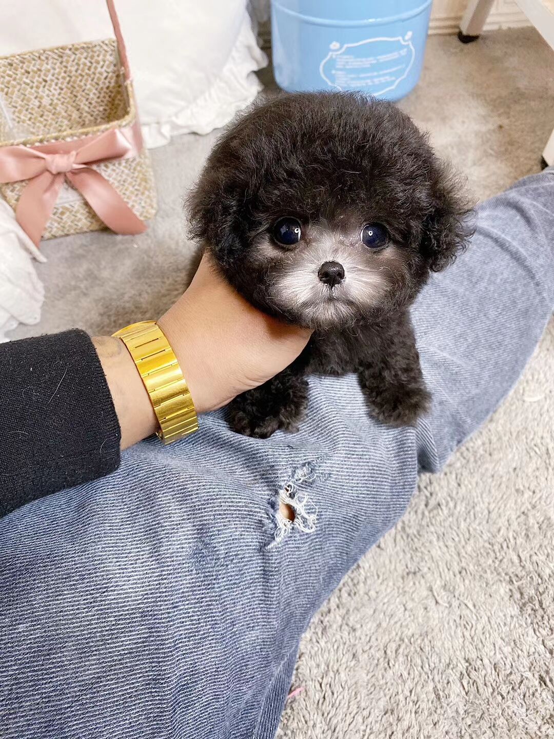 泰迪飞耳幼犬茶杯红色小体贵宾犬可狗狗