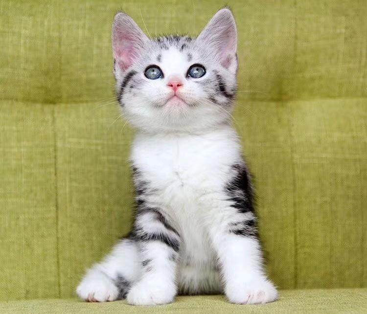 美国短毛猫美短加白起起司猫物美短虎斑矮脚短腿猫咪
