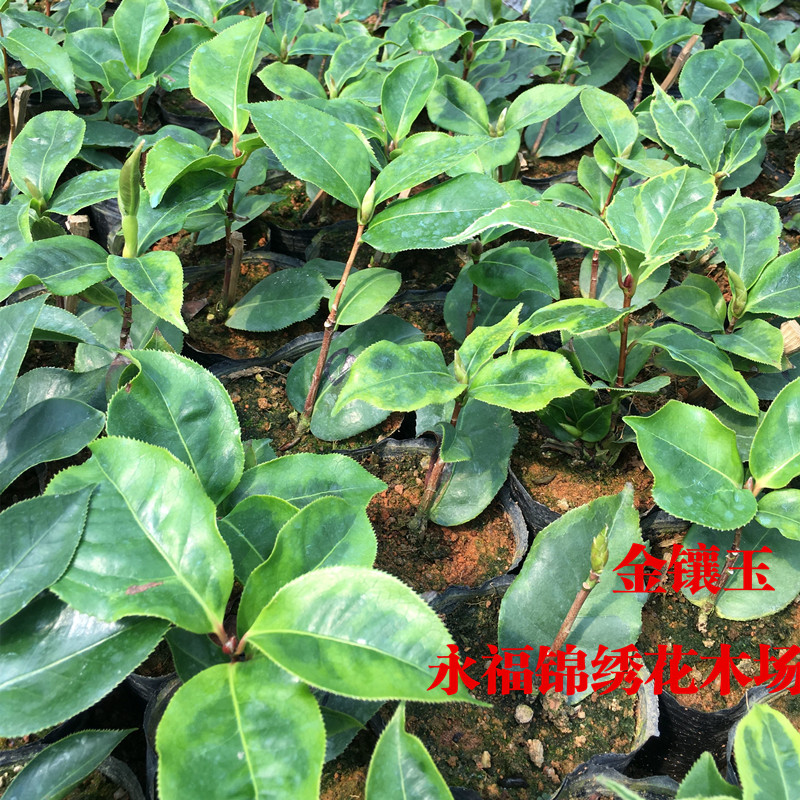 金镶玉茶花巨型大红红色珍贵稀有花卉盆栽四季花卉