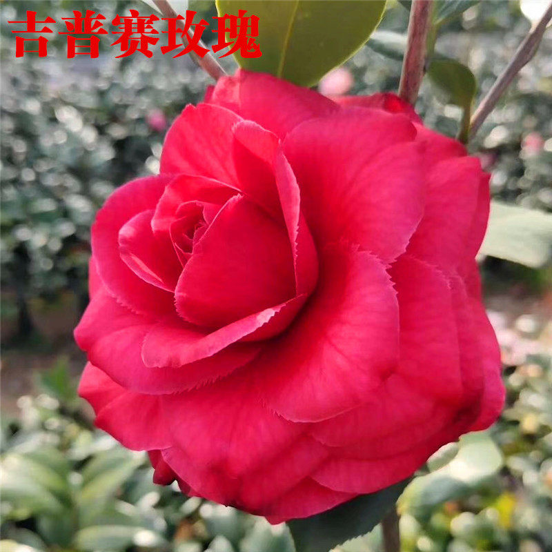 吉普赛山茶花玫瑰突变品种女郎福建龙岩山茶花苗时令草本花卉