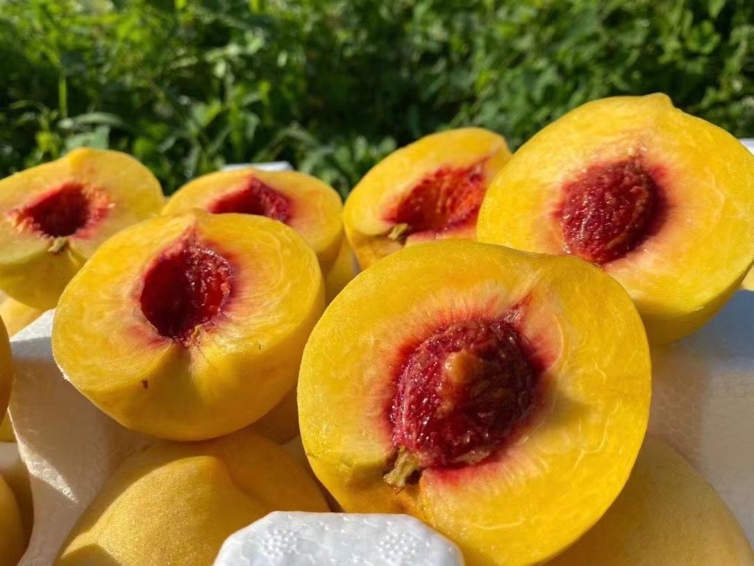 蒙阴红心锦绣黄桃现新鲜大果蜜桃黄金蜜桃风味十足桃