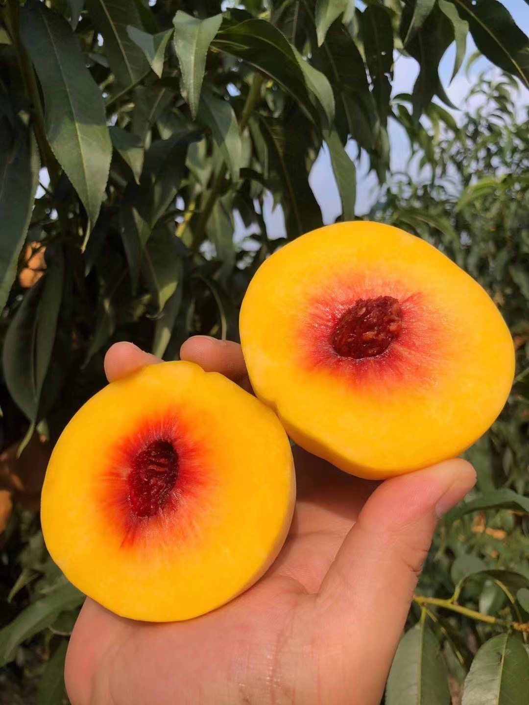 蒙阴红心锦绣黄桃现新鲜大果蜜桃黄金蜜桃风味十足桃