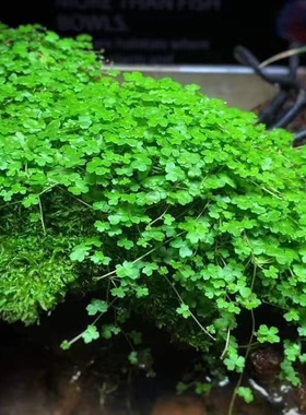 天湖葵迷你牛毛新手前景 co2水草