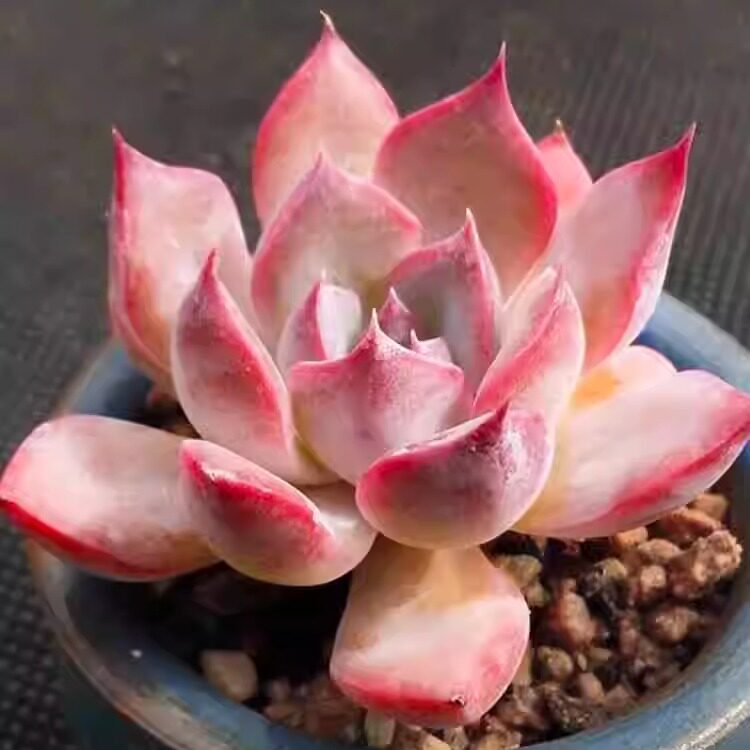稀有巨型多肉艾丽卡组合盆栽,室内新手也能养好