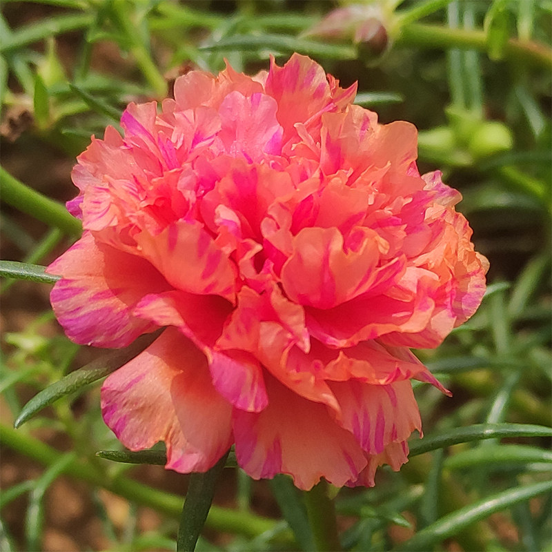 重瓣太阳太阳花花苗净化空气阳台绿植植物花卉盆栽时令草本花卉