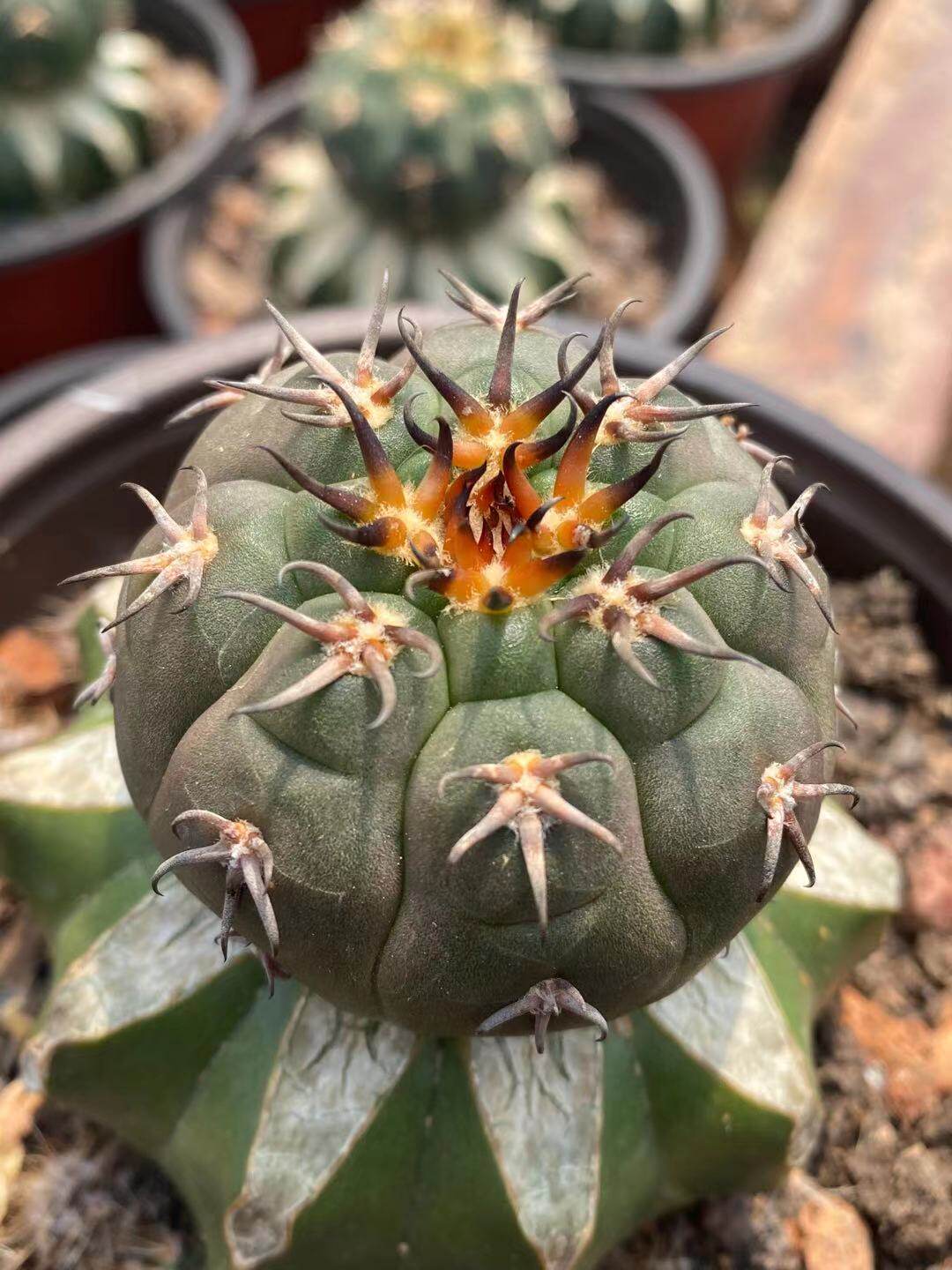 猫爪仙人漳州嘟嘟短毛嫁接球刺漂亮批量发售多肉植物