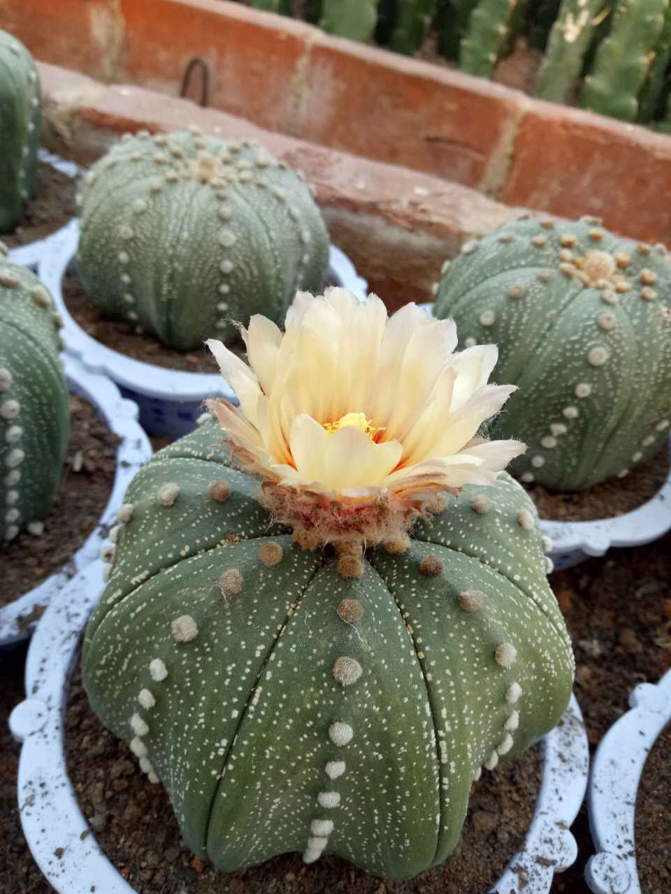 漳州景天球类仙人小球迷你嘟嘟星球星兜植物多肉植物