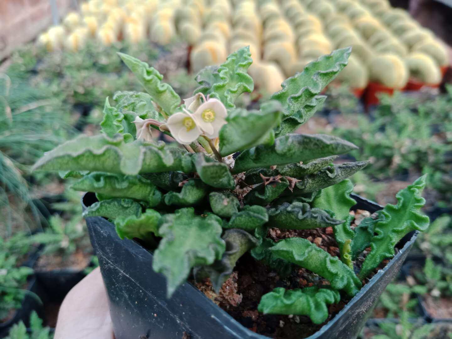 麒麟邹叶漳州嘟嘟仙人绿植花卉皱叶昼夜多肉植物