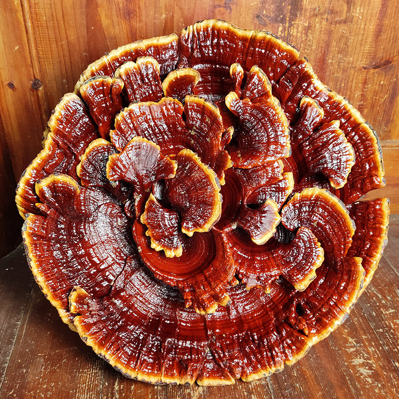 灵芝侗乡半野野生干货盆景大型林芝赤芝特大整枝灵芝