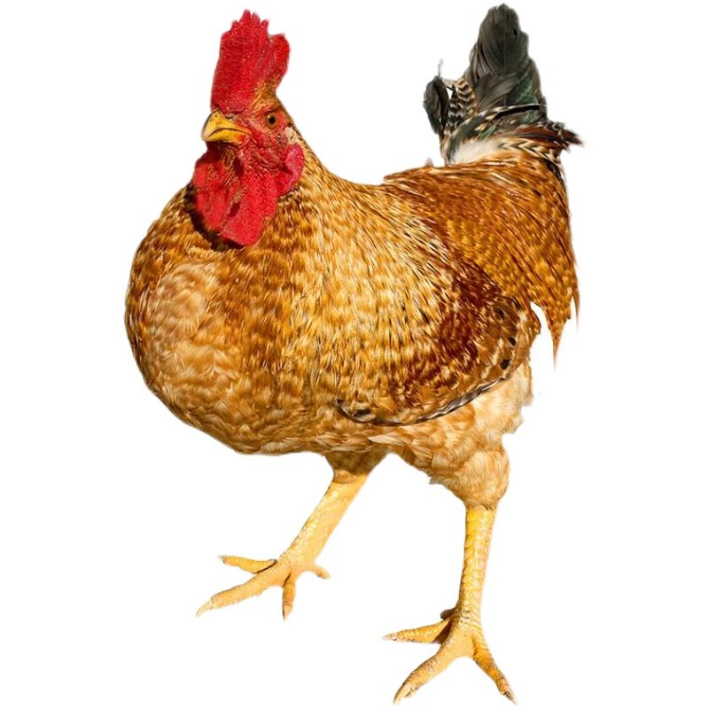 金芦花鸡种蛋受精蛋可孵化汶上芦花鸡种蛋纯种鸡苗大型土鸡种蛋