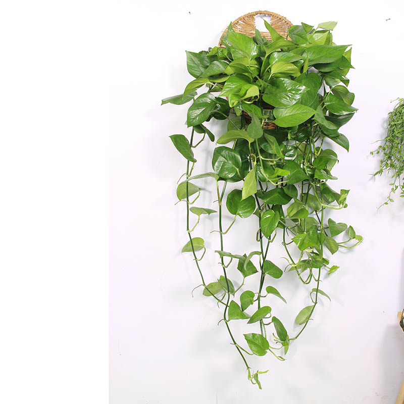 条带绿萝长条藤垂吊挂起来盆栽吊兰新房装修绿植