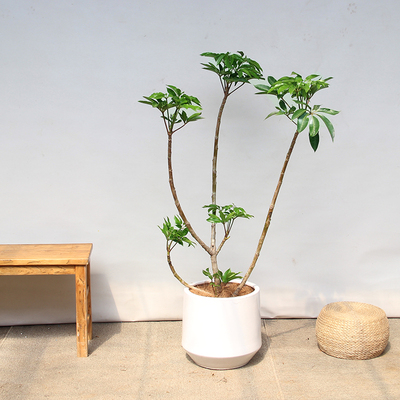 日本大叶保罗北欧老桩红花室内耐阴大型植物造型文艺北京绿植