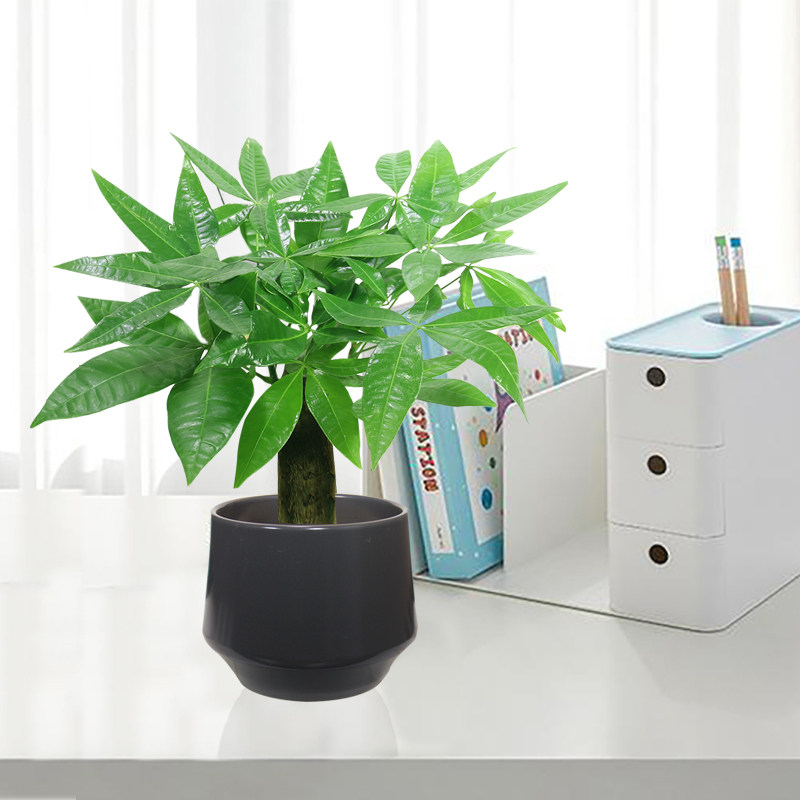 发财树甲醛室内绿植招财桌面茶几窗台办公桌小盆绿植