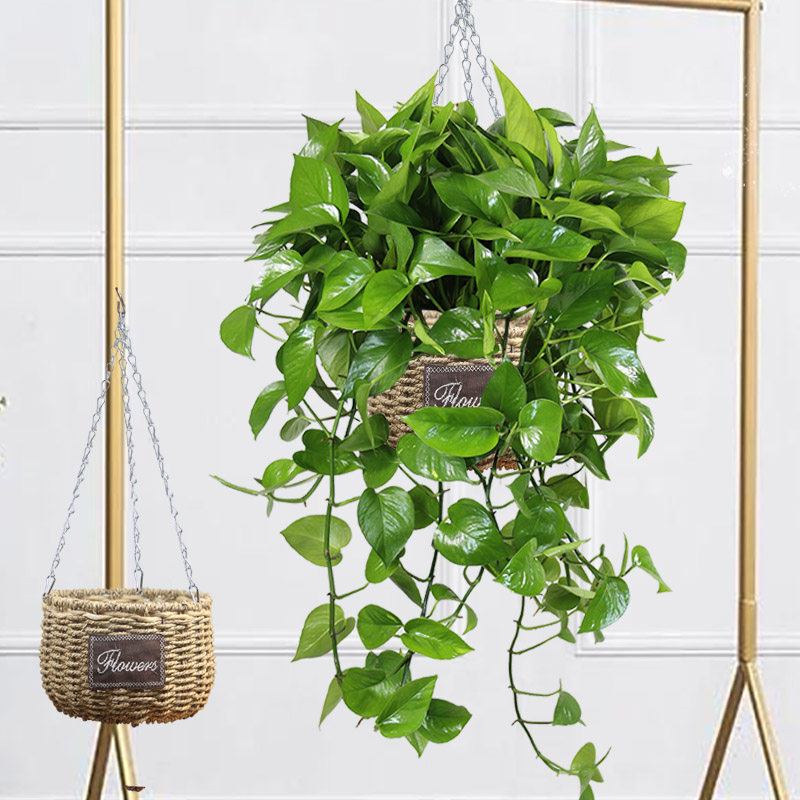 条带绿萝长条藤垂吊挂起来盆栽吊兰新房装修绿植