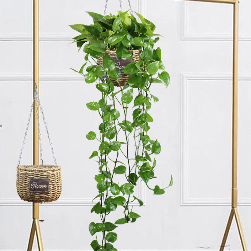 条带绿萝长条藤垂吊挂起来盆栽吊兰新房装修绿植
