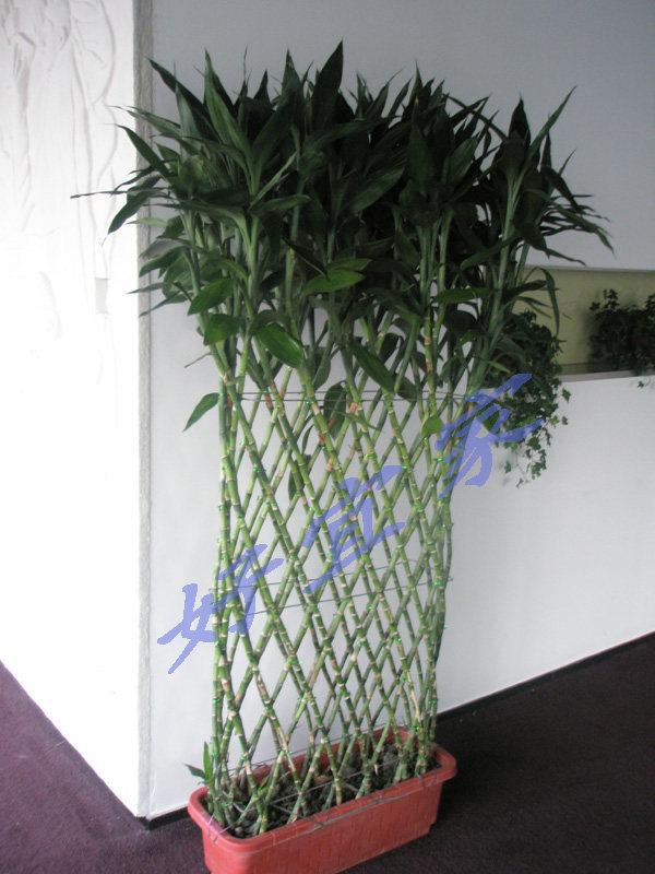 富贵富贵竹竹排大型绿植屏风隔断植物耐阴四季大型绿植
