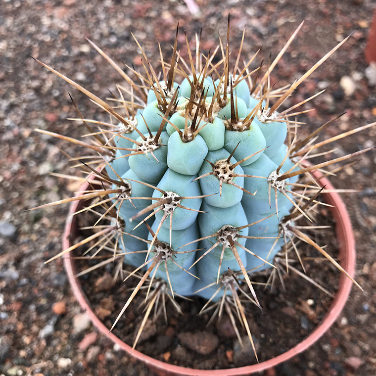 精品柱类仙人掌佛塔塔柱仙人球多植物大型室内多肉植物