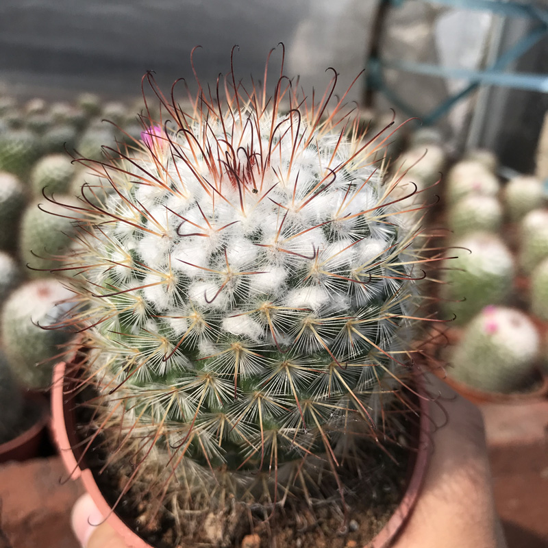 仙人球丰明玉6-8cm实生播种繁殖多肉植物盆栽多肉植物