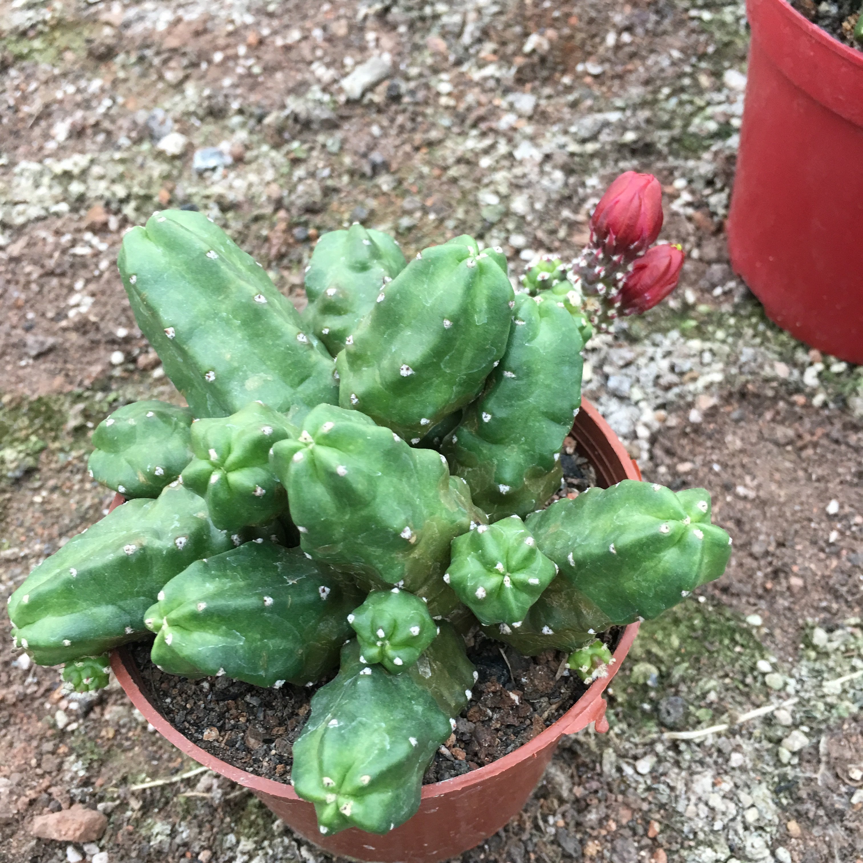 仙人桃太郎开大花仙球无鹿角柱属防辐射多肉植物多肉植物