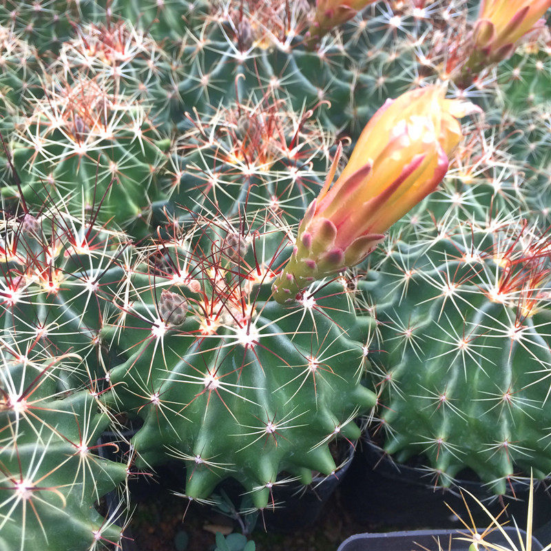 黄花龙王仙人球左右旋多肉植物办公室桌面盆栽多肉植物