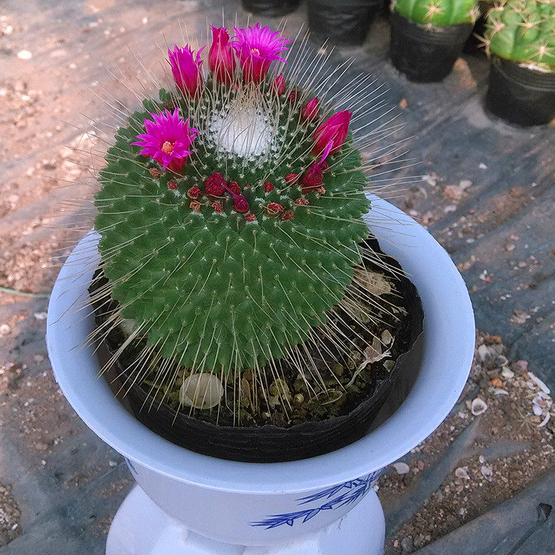 大颗美观仙人球白株室内办公室吸收甲醛防辐射绿植多肉植物