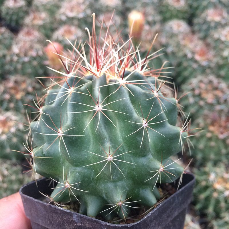 黄花龙王仙人球左右旋多肉植物办公室桌面盆栽多肉植物