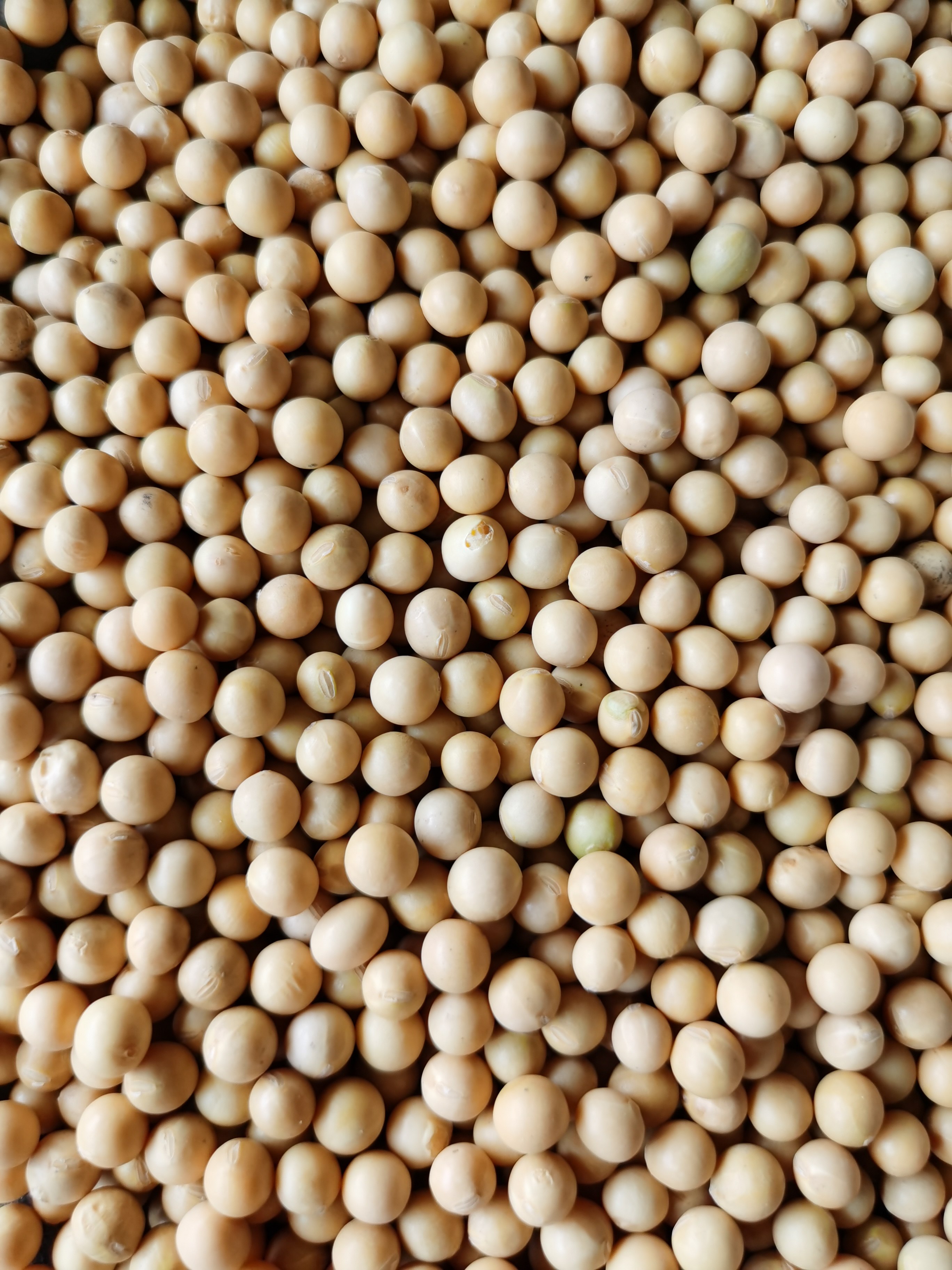 黄豆东北小黄小粒型转基因豆浆可发发生豆芽新黄黄豆