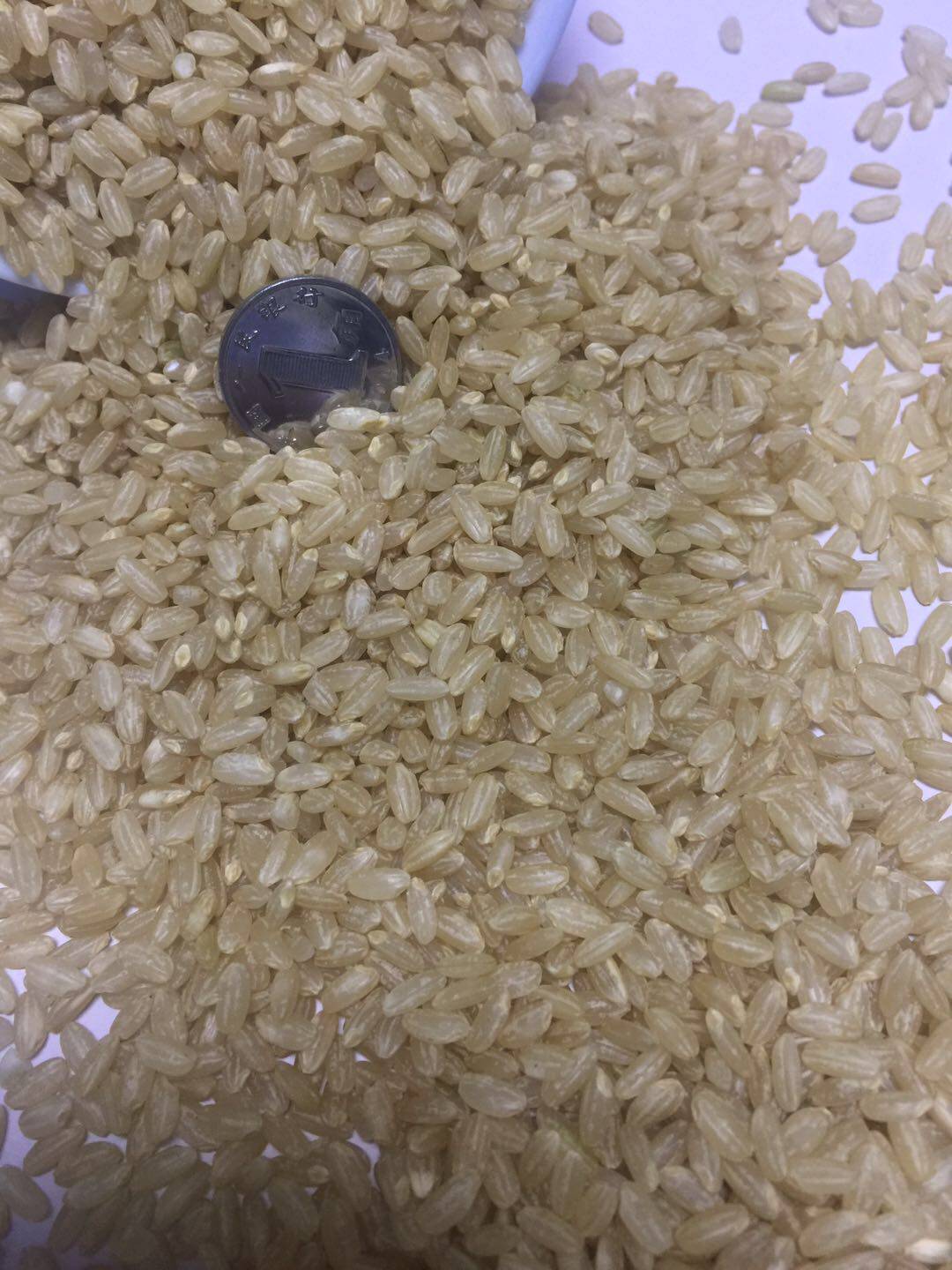 新五常糟米许家免粥老营养五谷杂粮粗粮500g米饭糙米糙米