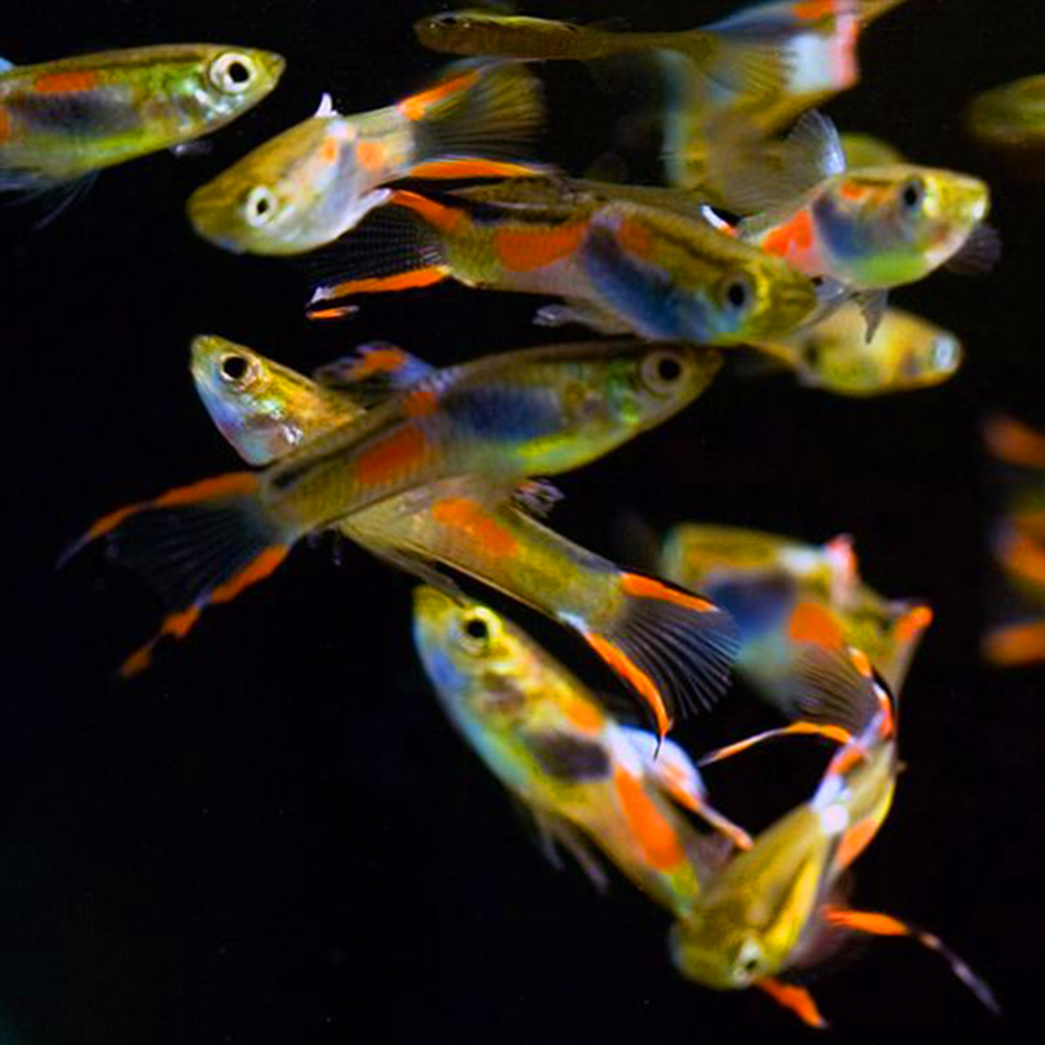 安德安德拉拉斯双剑精品孔雀观赏鱼热带鱼凤尾鱼小型鱼