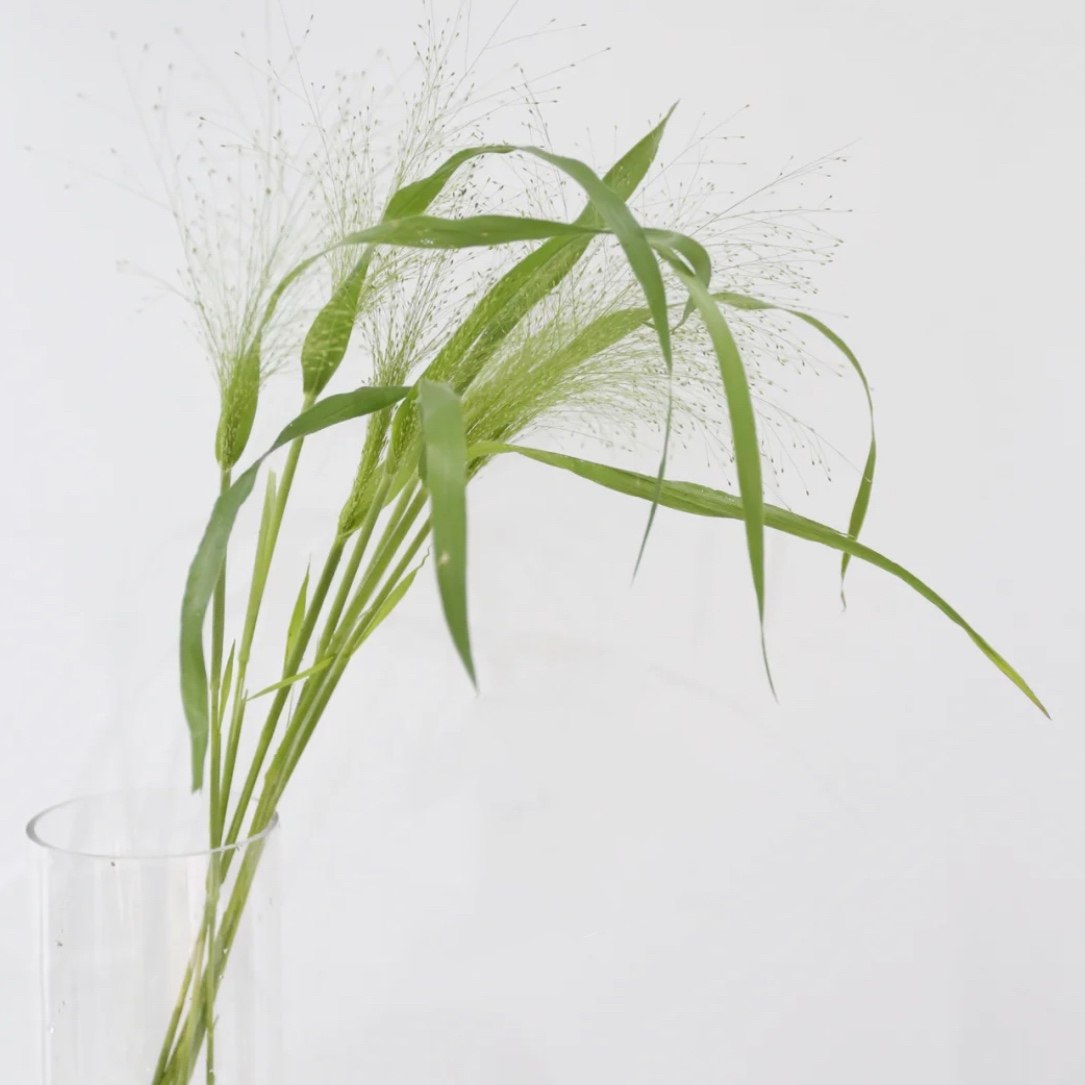 进口喷泉草 鲜花鲜切花配花辅材 全国鲜花速递江浙沪皖包邮10枝