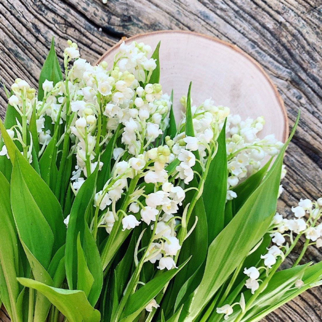 铃兰花手捧花鲜花 荷兰进口铃兰鲜花 宋慧乔同款捧花高端稀有鲜花