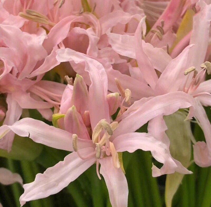 进口尖货粉色石蒜彼岸花曼珠沙华耐养花期同城鲜花速递鲜花速递同城