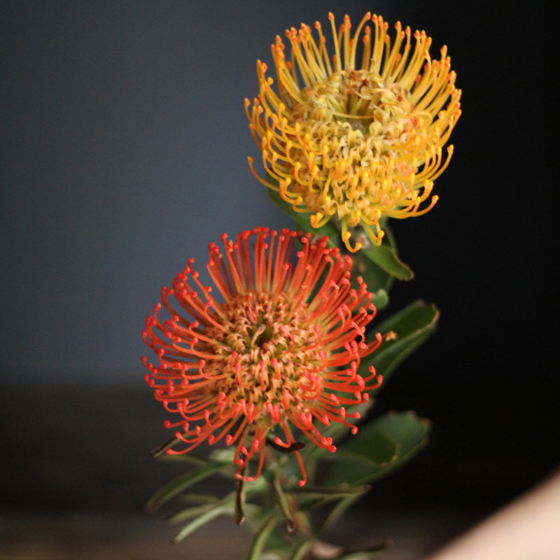 南非黄色针垫进口鲜花花材鲜花速递生日情人情人节鲜花速递同城