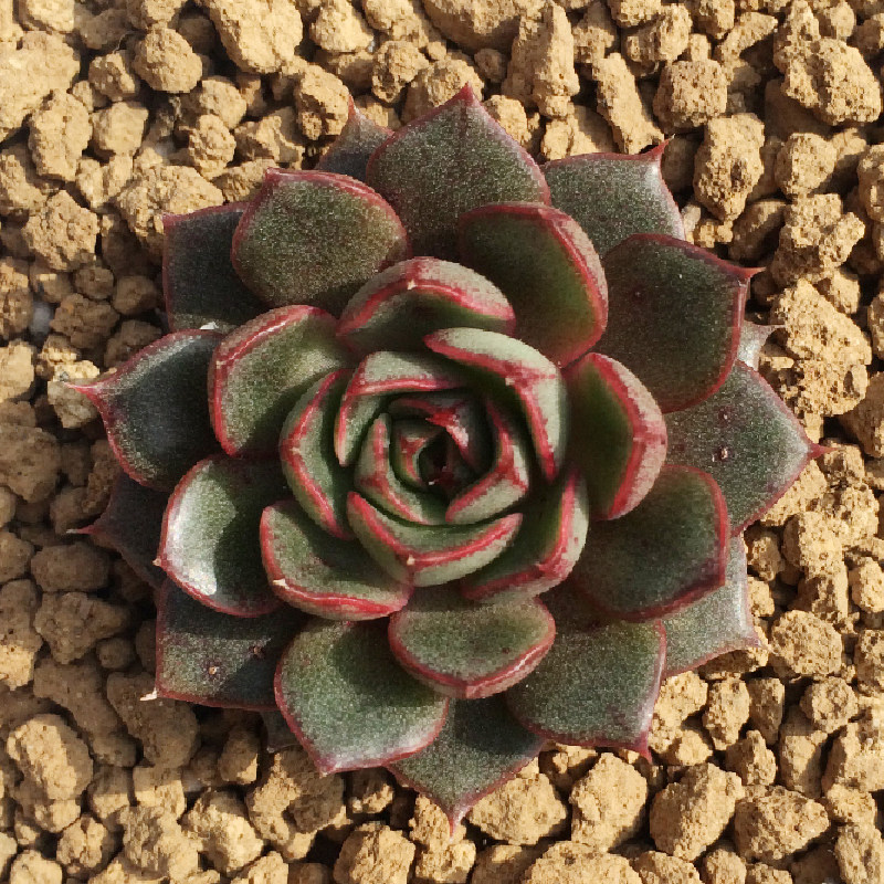 猫眼石 小和锦 粉黛园 多肉植物组合防辐射花卉办公室奇趣绿植