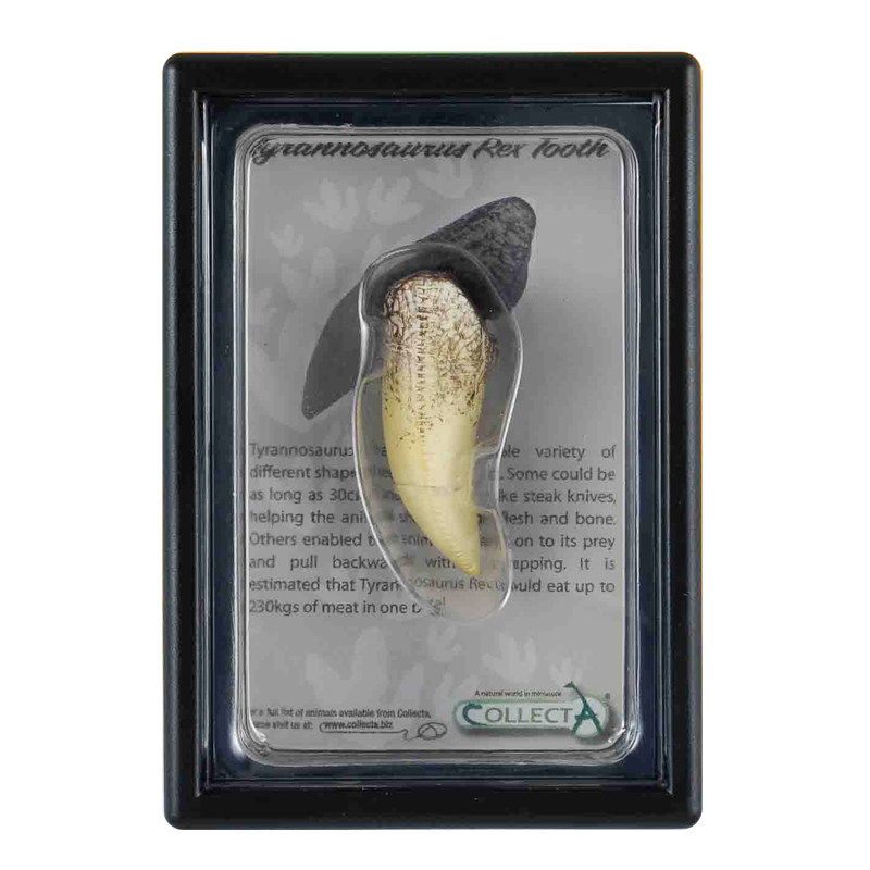 collecta你他暴龙龙牙89281恐龙牙齿利爪化石模型仿真