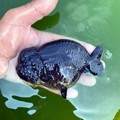 活体精品兰寿宠物黑色鱼