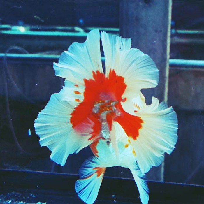 进口元泰兰花百褶f1巨人狮宽尾泰狮金鱼活体鱼