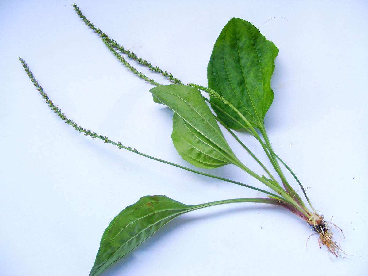 药材种子车前草种孑车前子种籽蛤蟆叶可盆栽出芽率高野菜车查草籽